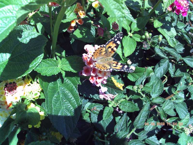 Vanessa cardui, migrazione?